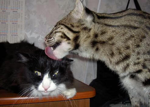 九游娱乐app下载-史上最大“黑马军团”逆转夺冠，神话成真，大黑马是谁